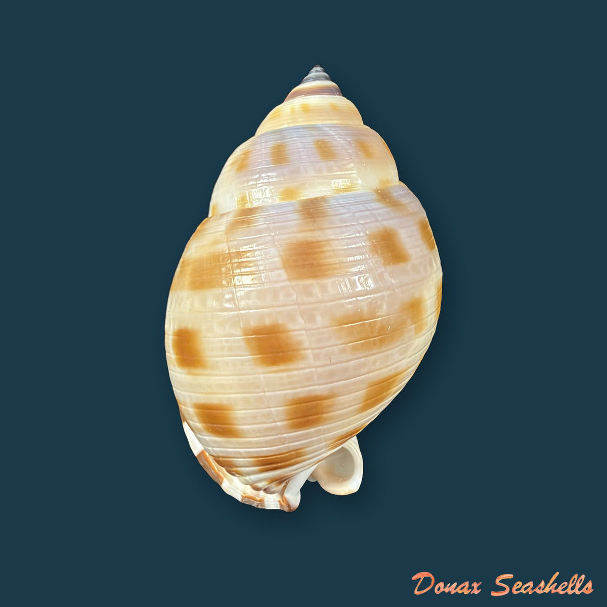 Semicassis bisulcata (Schubert & J. A. Wagner, 1829) - 69,3mm