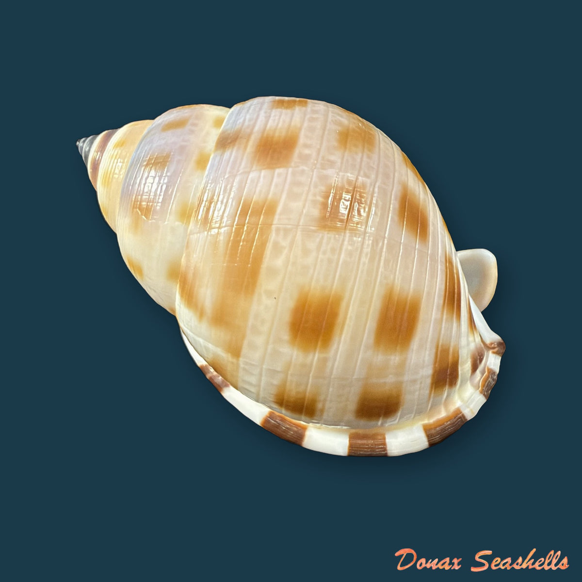 Semicassis bisulcata (Schubert & J. A. Wagner, 1829) - 69,3mm
