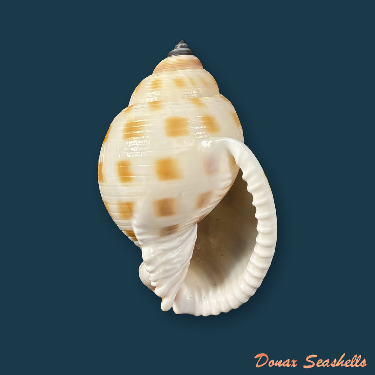 Semicassis bisulcata (Schubert & J. A. Wagner, 1829) - 69,3mm
