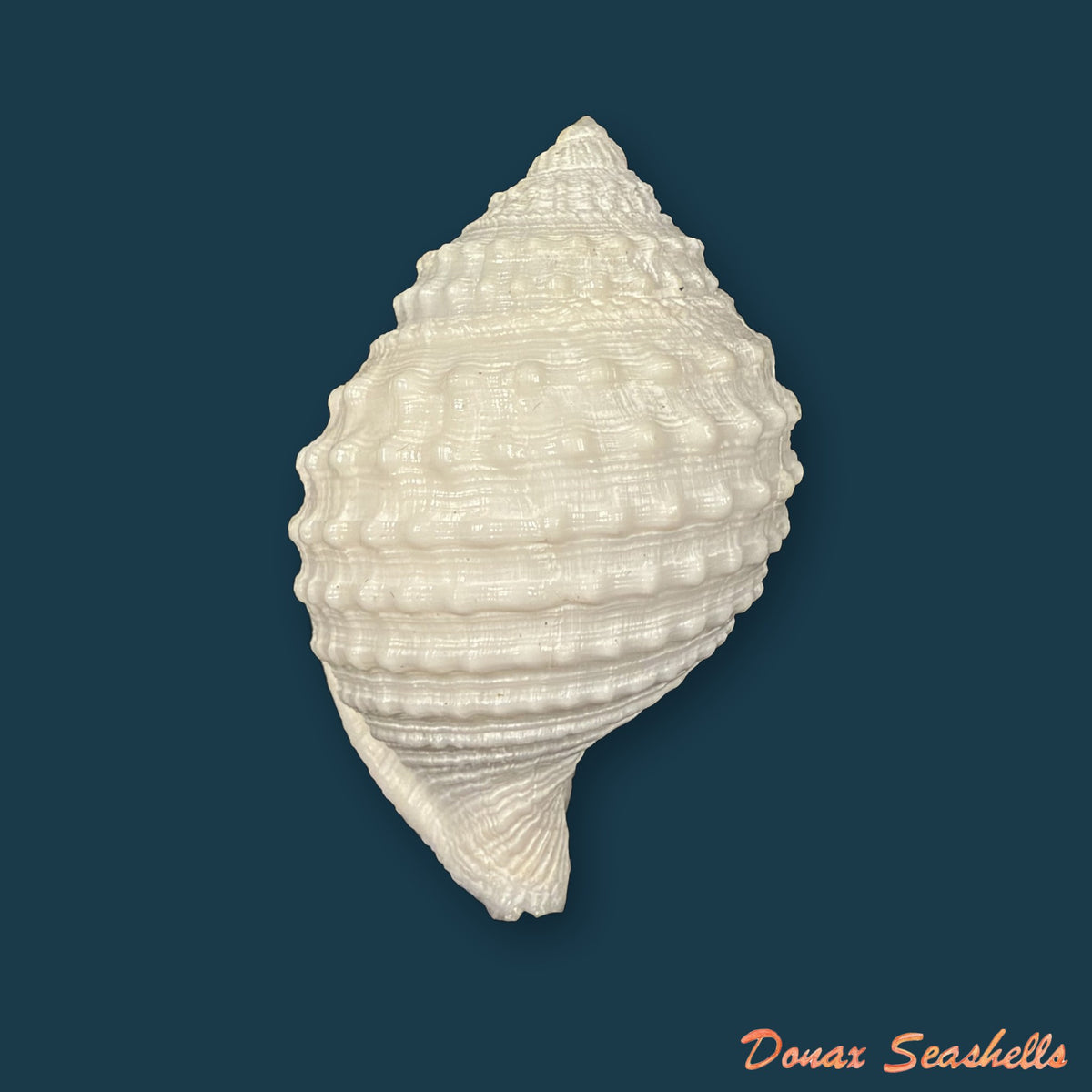Galeodea leucodoma Dall, 1907 - 57,3mm