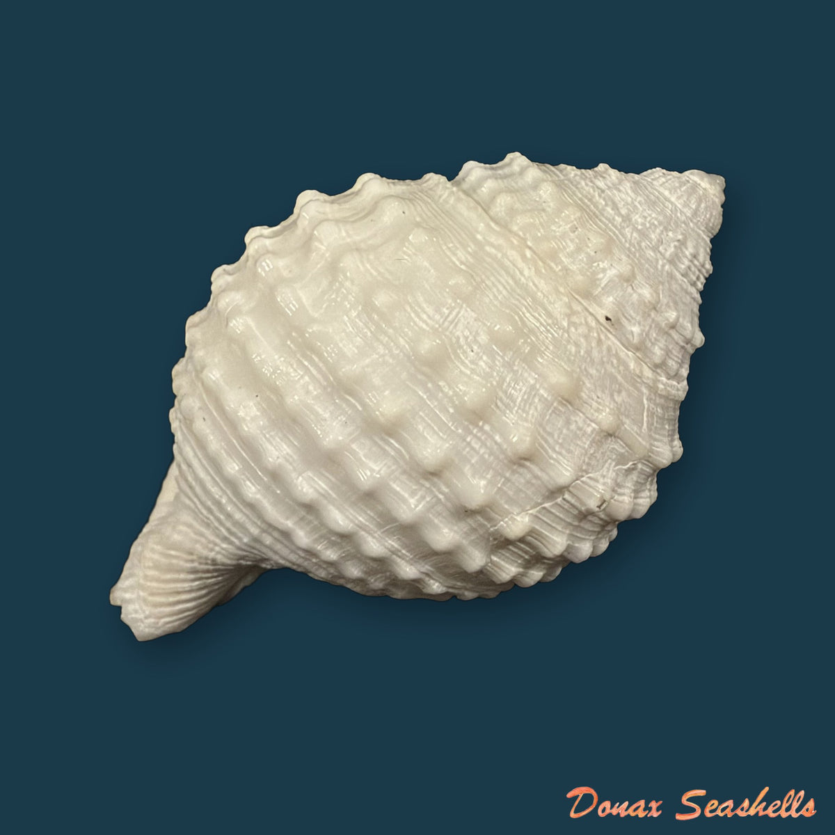 Galeodea leucodoma Dall, 1907 - 57,3mm