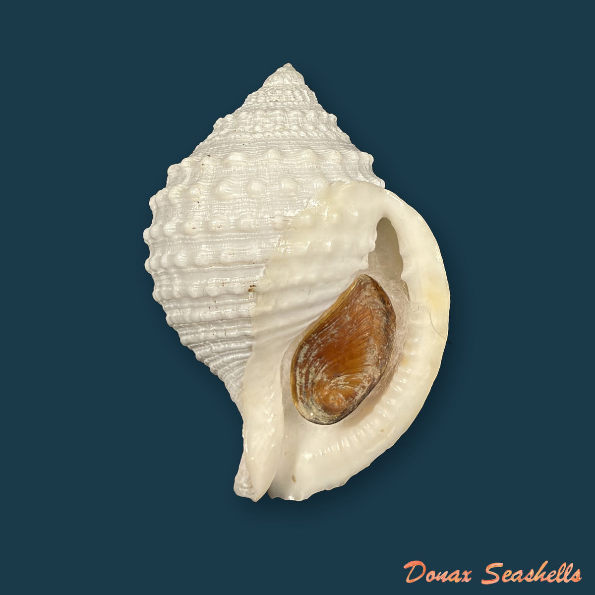 Galeodea leucodoma Dall, 1907 - 57,3mm