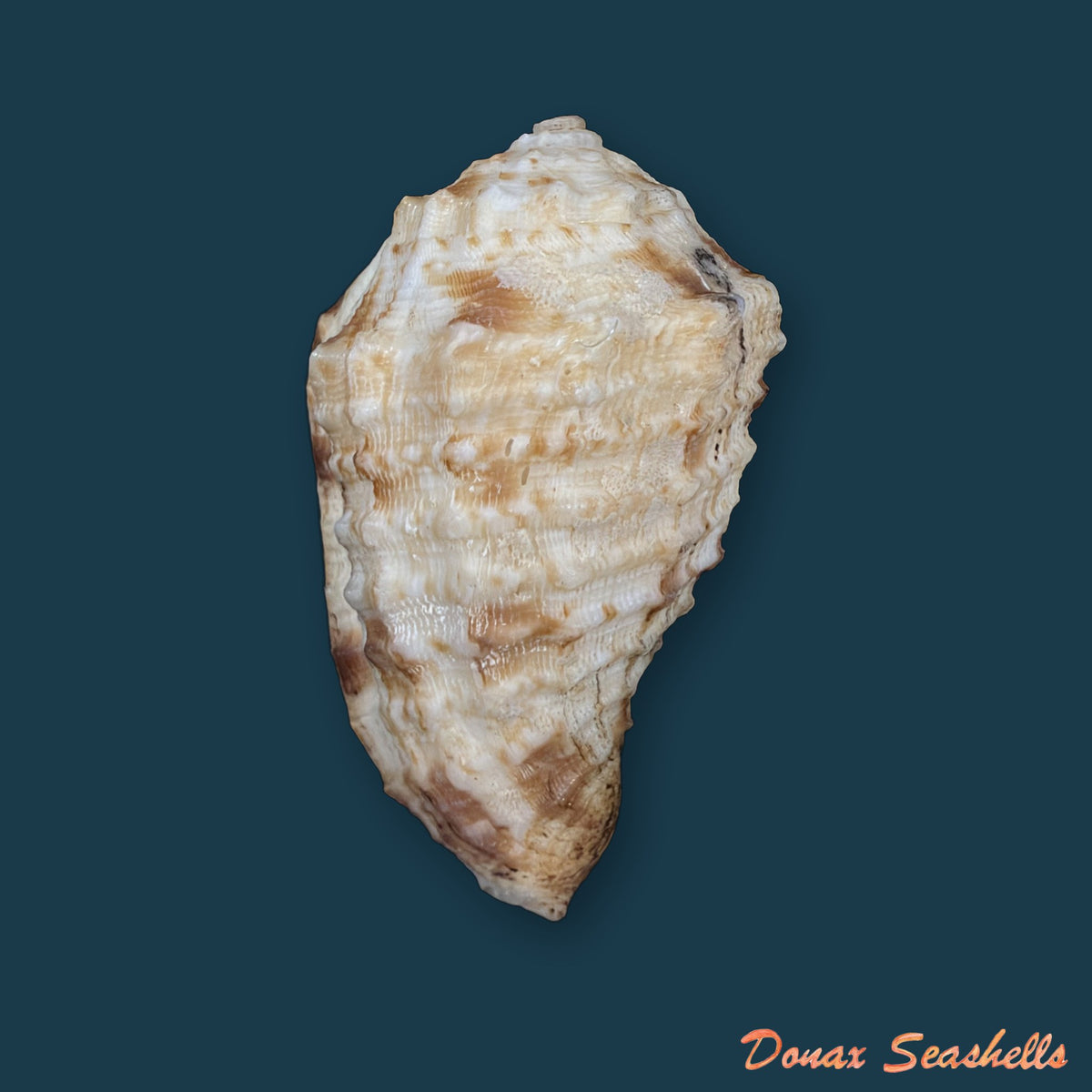 Morum dennisoni (Reeve, 1842) - 50,9mm