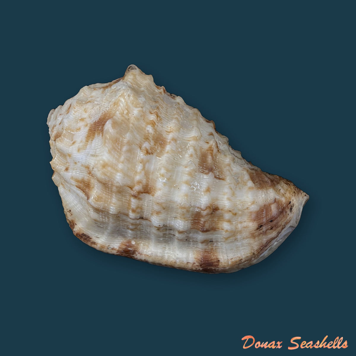 Morum dennisoni (Reeve, 1842) - 50,9mm