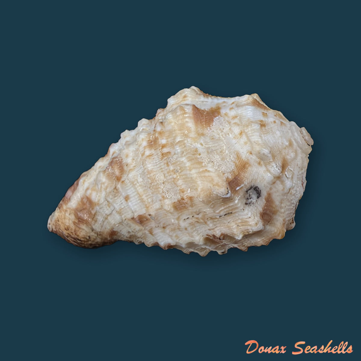 Morum dennisoni (Reeve, 1842) - 50,9mm
