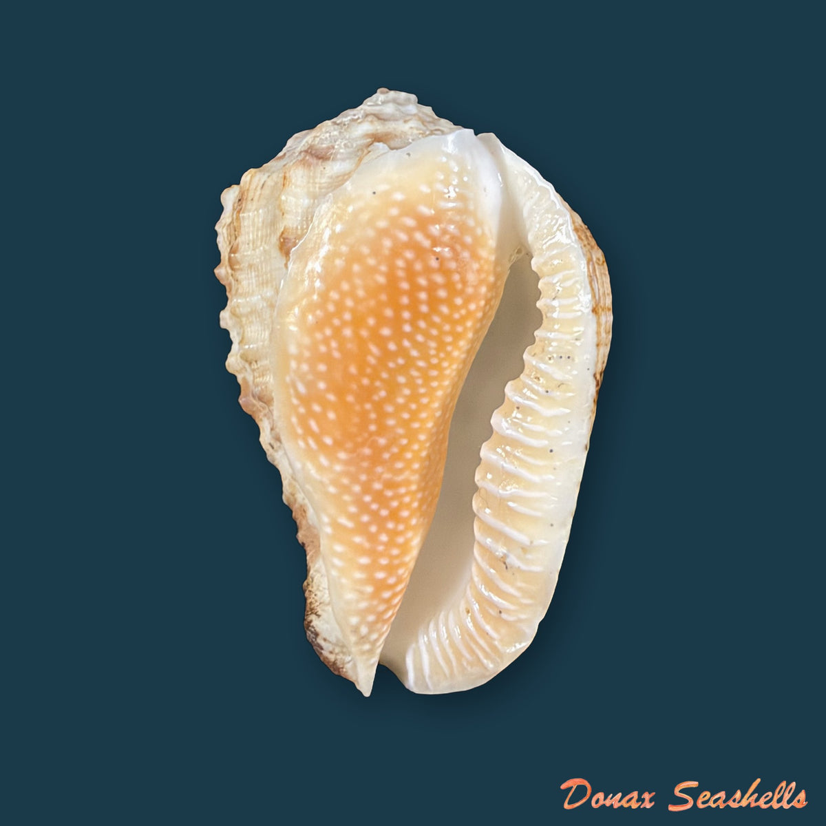 Morum dennisoni (Reeve, 1842) - 50,9mm