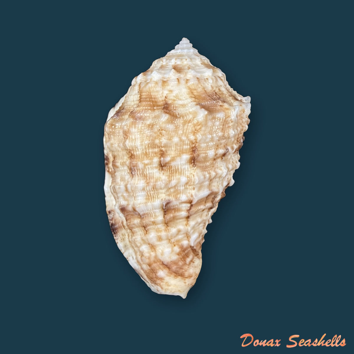 Morum dennisoni (Reeve, 1842) - 48,1mm