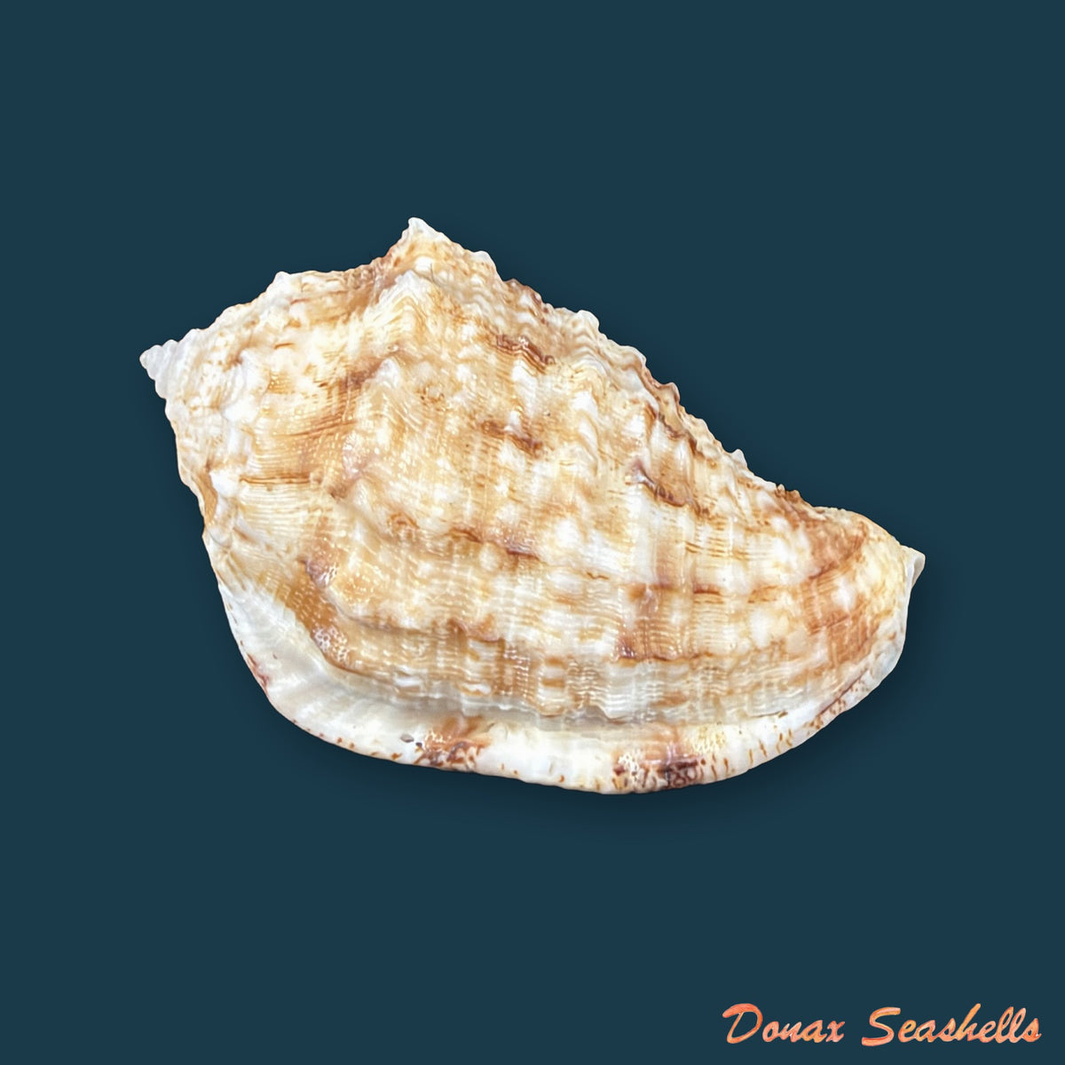 Morum dennisoni (Reeve, 1842) - 48,1mm