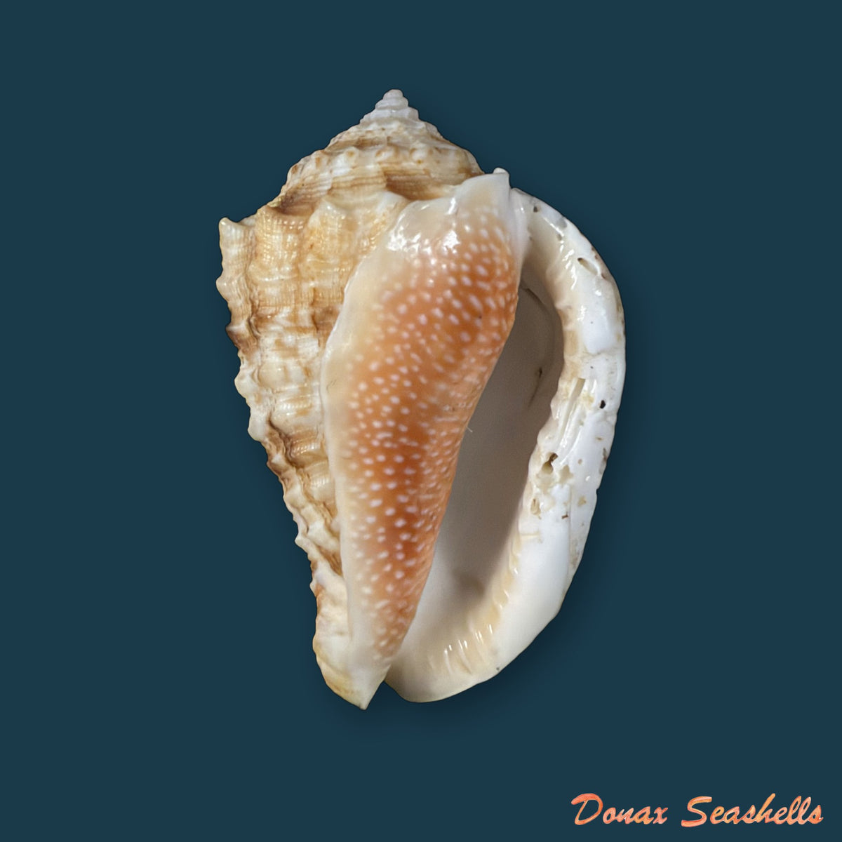 Morum dennisoni (Reeve, 1842) - 48,1mm