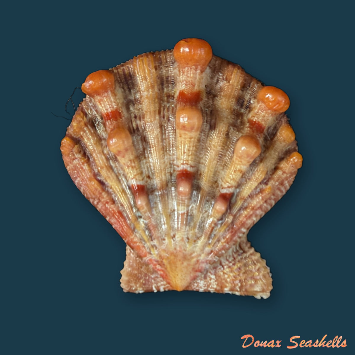 Nodipecten nodosus (Linnaeus, 1758) - 29,6mm