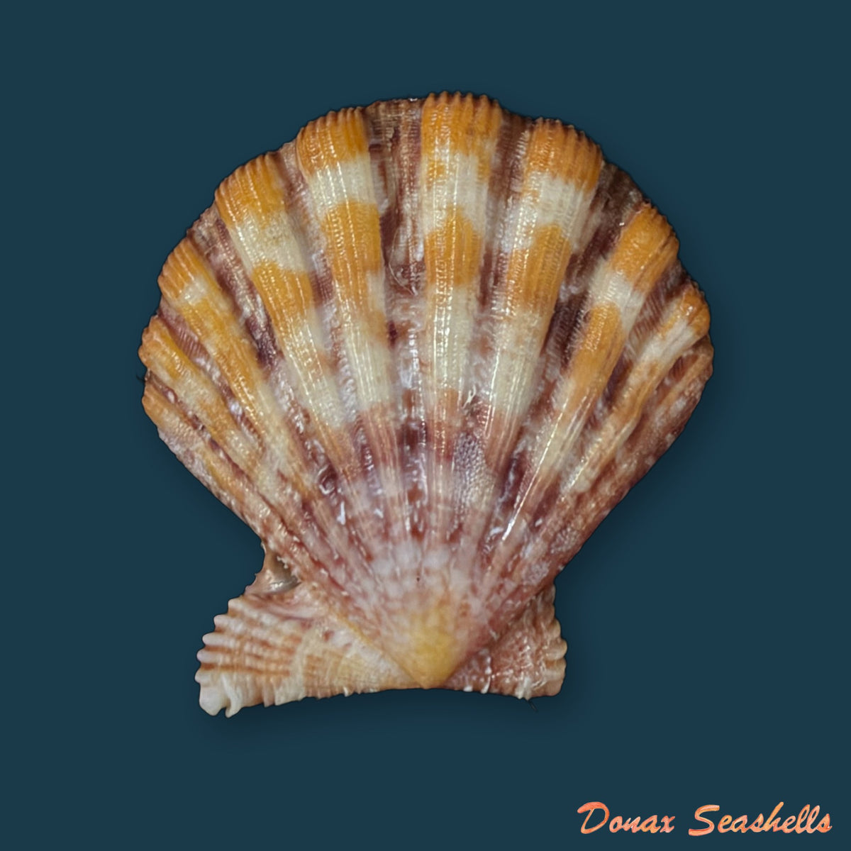 Nodipecten nodosus (Linnaeus, 1758) - 29,6mm