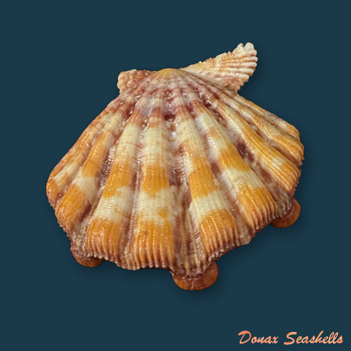 Nodipecten nodosus (Linnaeus, 1758) - 29,6mm