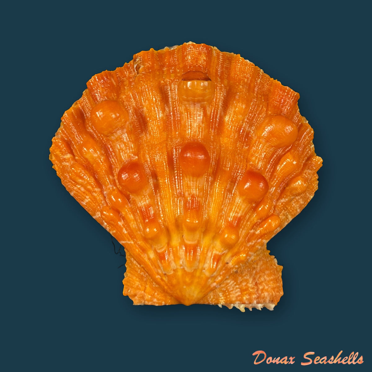 Nodipecten nodosus (Linnaeus, 1758) - 42,8mm