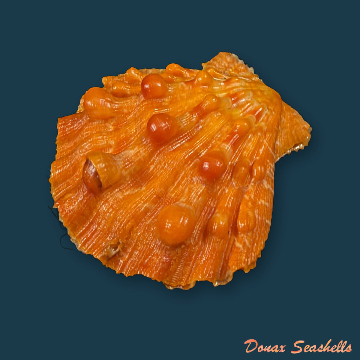 Nodipecten nodosus (Linnaeus, 1758) - 42,8mm