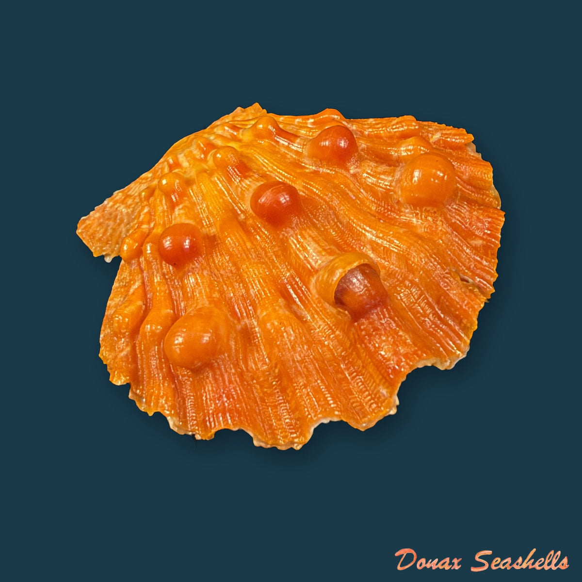 Nodipecten nodosus (Linnaeus, 1758) - 42,8mm