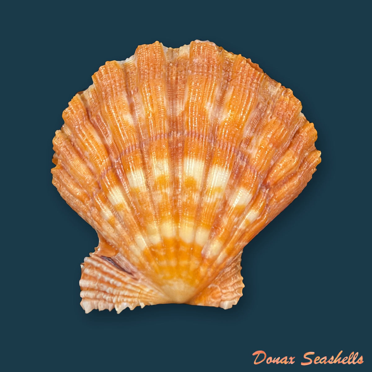 Nodipecten nodosus (Linnaeus, 1758) - 42,8mm
