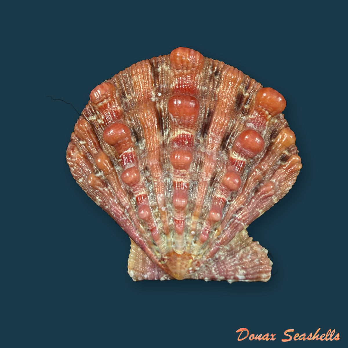 Nodipecten nodosus (Linnaeus, 1758) - 34,9mm