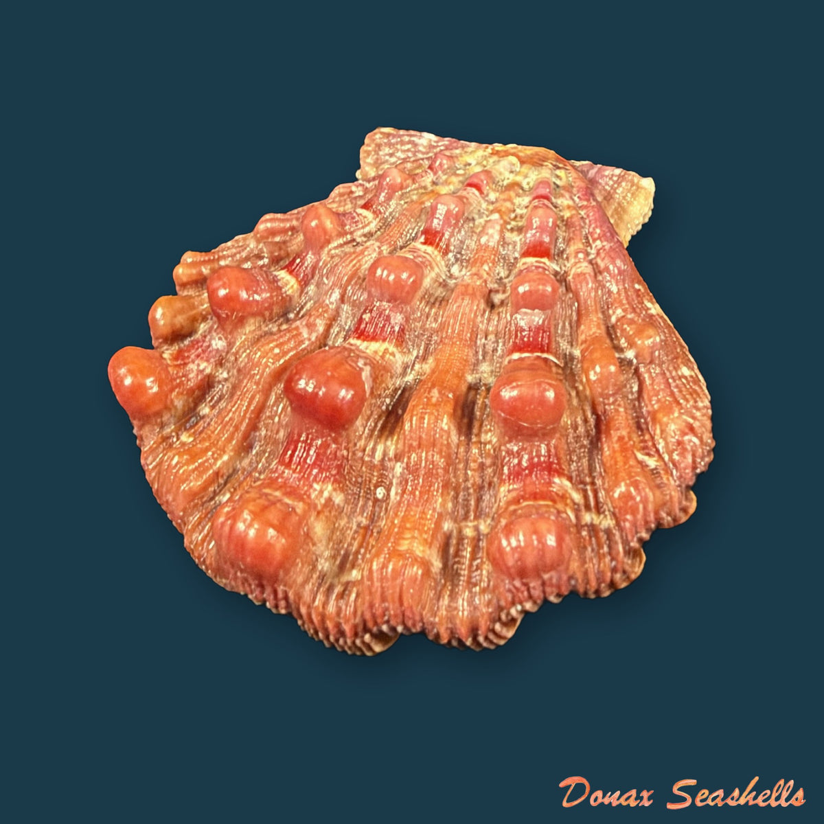 Nodipecten nodosus (Linnaeus, 1758) - 34,9mm