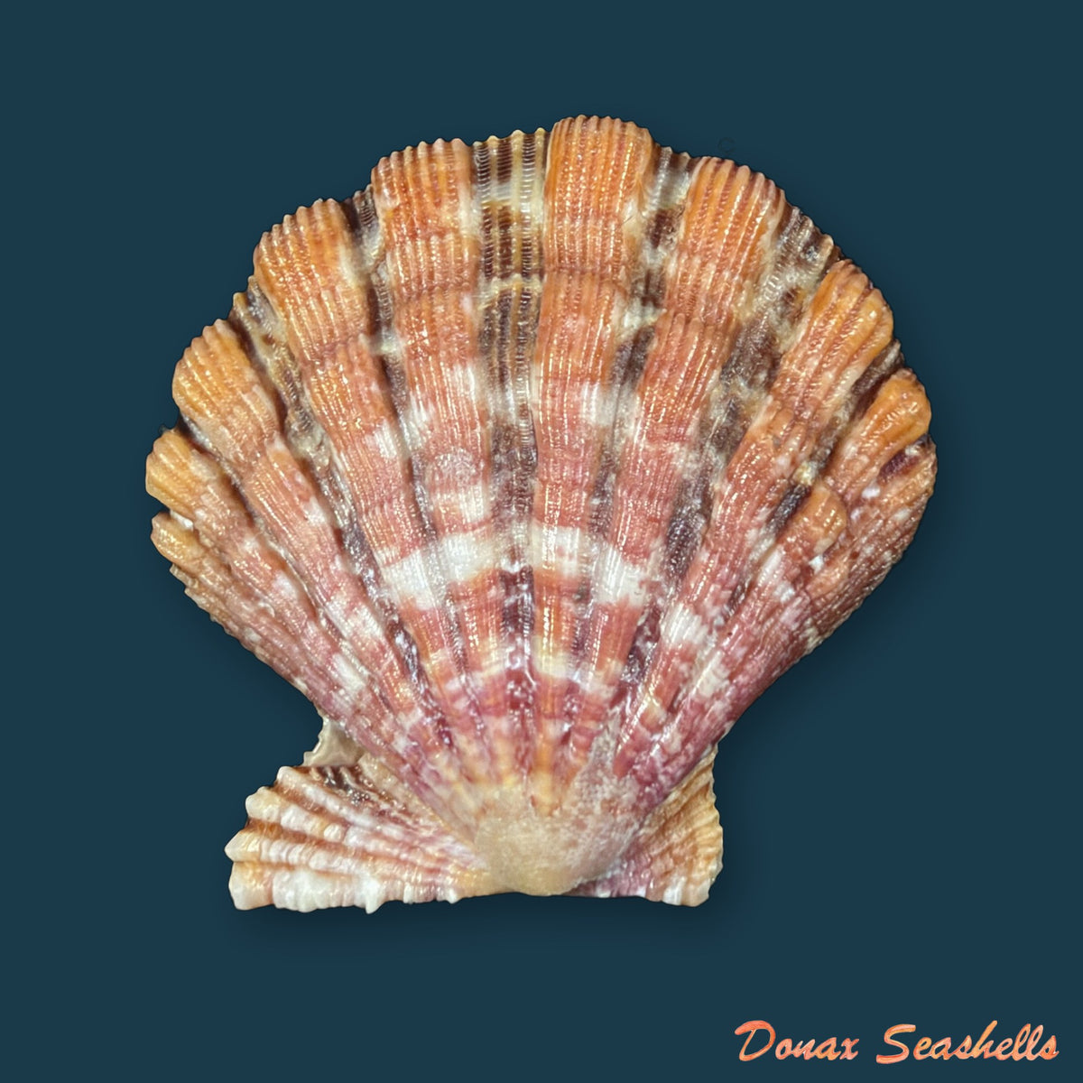 Nodipecten nodosus (Linnaeus, 1758) - 34,9mm