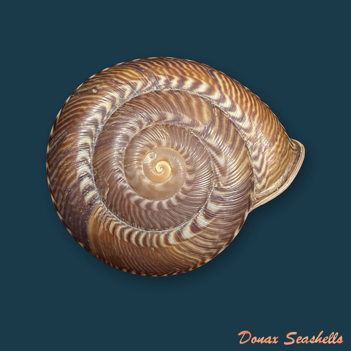 Solaropsis gibboni (L. Pfeiffer, 1846) - 62,9mm