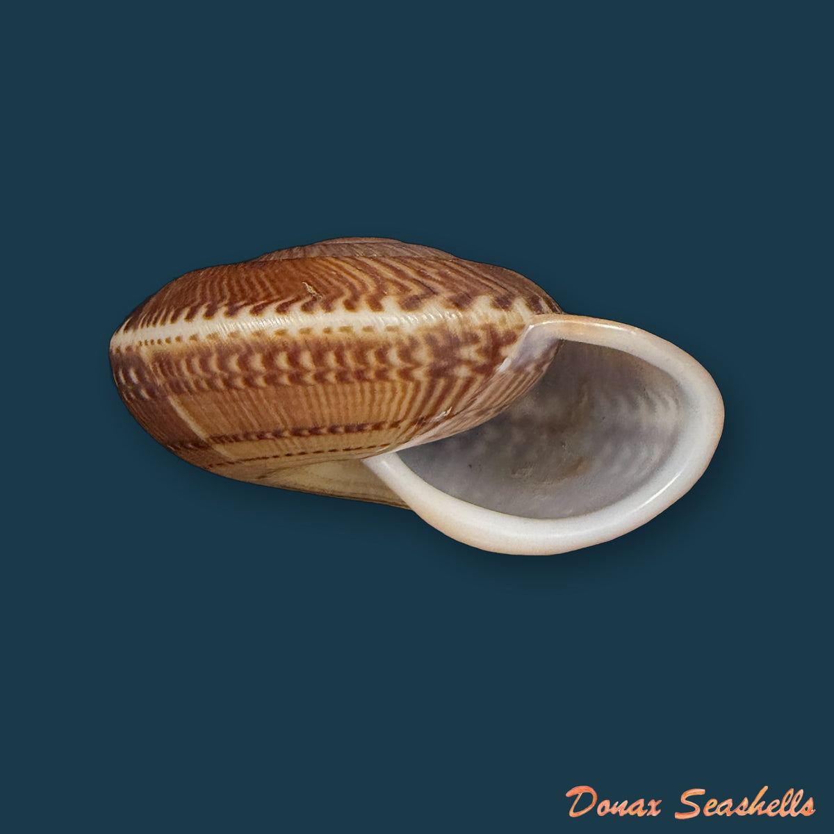 Solaropsis gibboni (L. Pfeiffer, 1846) - 62,9mm