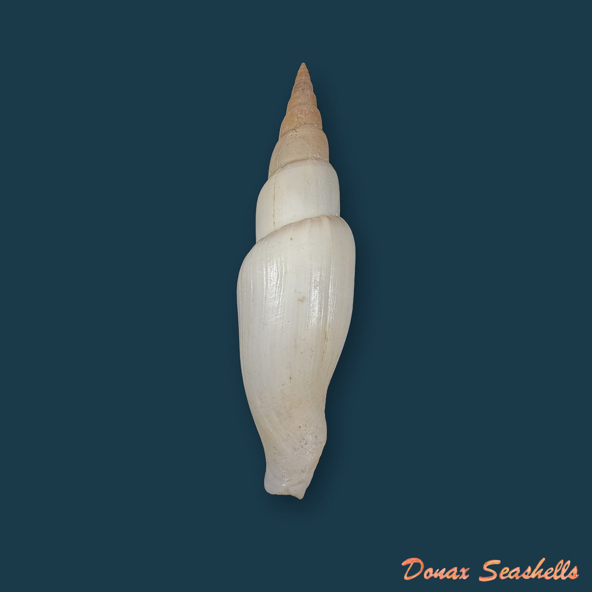 Isara swainsonii (Broderip, 1836) - 113,1mm