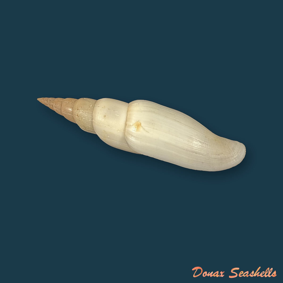 Isara swainsonii (Broderip, 1836) - 113,1mm