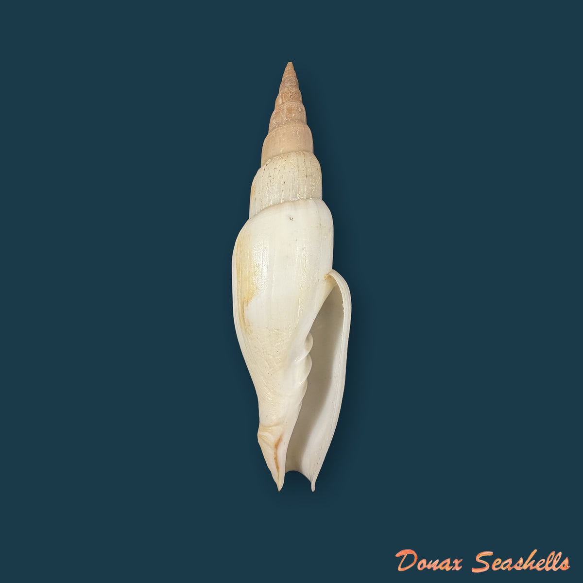 Isara swainsonii (Broderip, 1836) - 113,1mm
