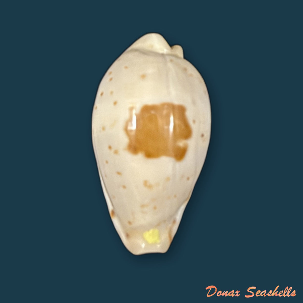 Palmadusta saulae (Gaskoin, 1843) - 21,2mm
