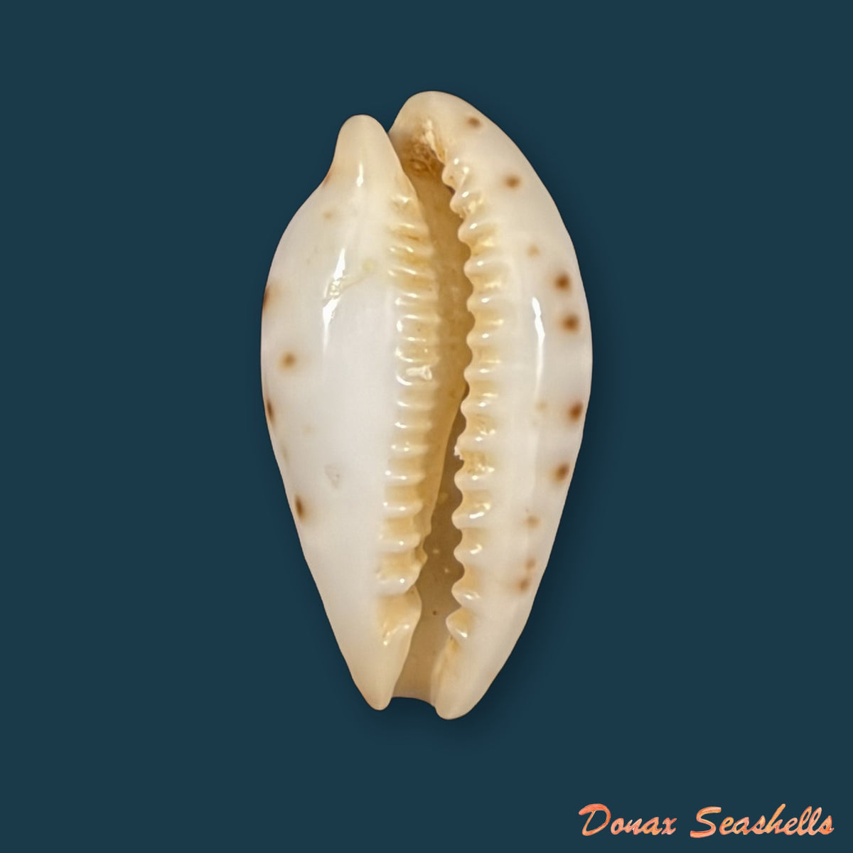 Palmadusta saulae (Gaskoin, 1843) - 21,2mm