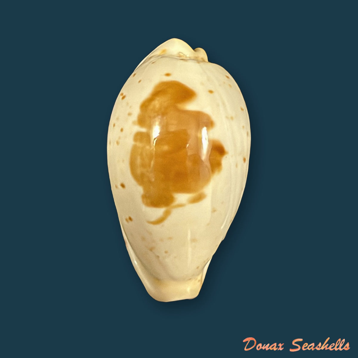 Palmadusta saulae (Gaskoin, 1843) - 21,3mm