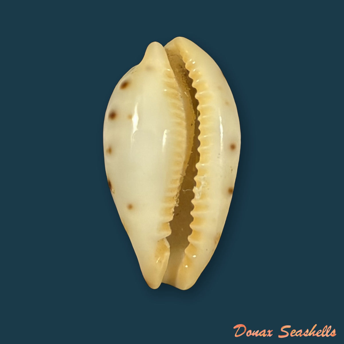 Palmadusta saulae (Gaskoin, 1843) - 21,3mm