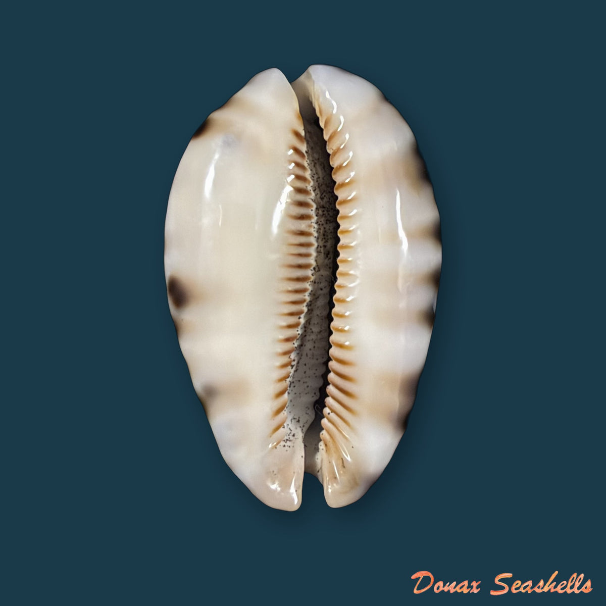 Mauritia histrio histrio (Gmelin, 1791) - 44,7mm