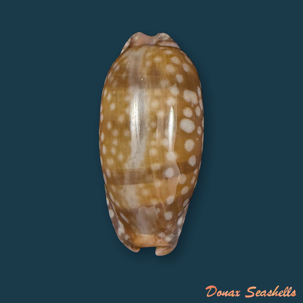 Macrocypraea cervinetta (Kiener, 1844) - 40,8mm
