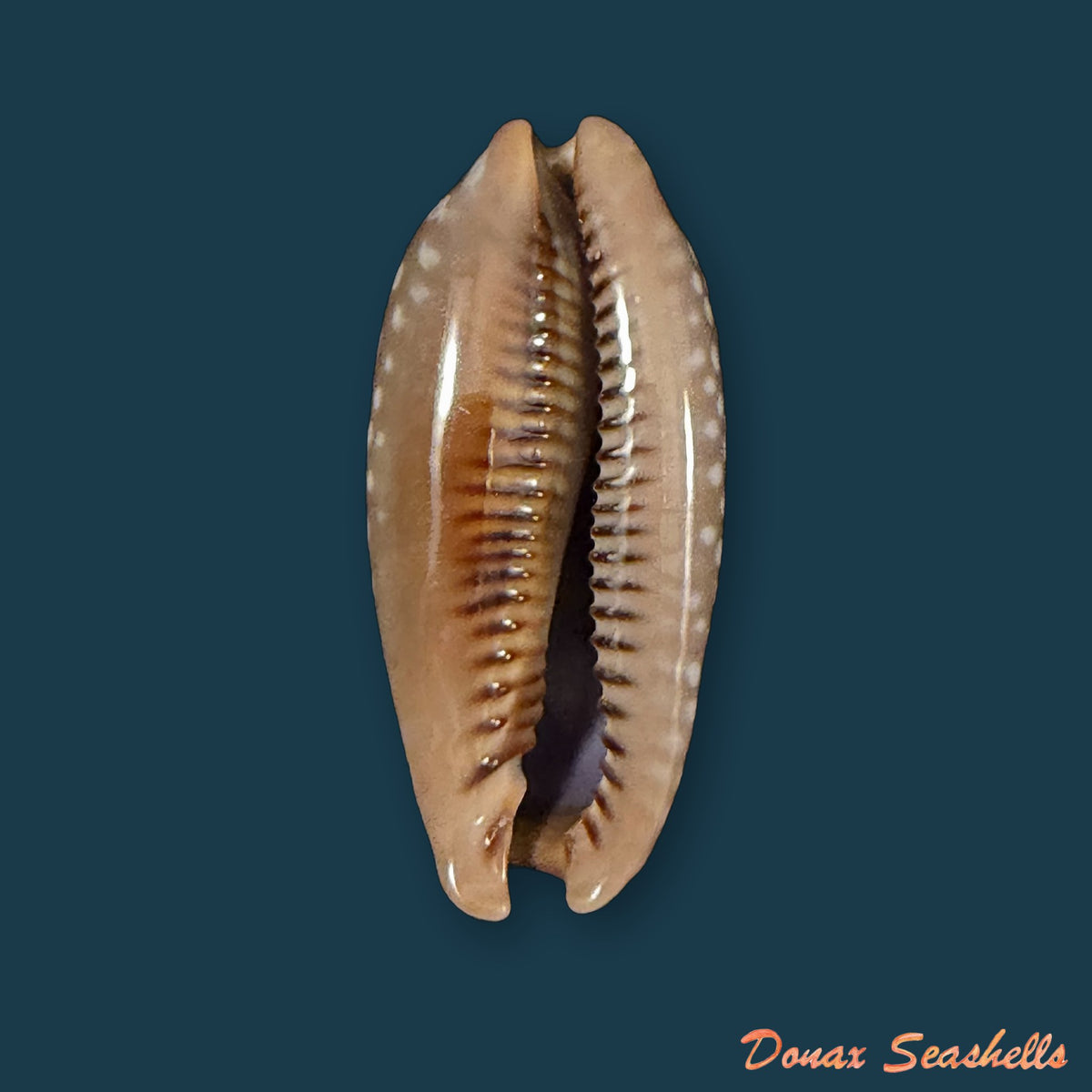 Macrocypraea cervinetta (Kiener, 1844) - 40,8mm