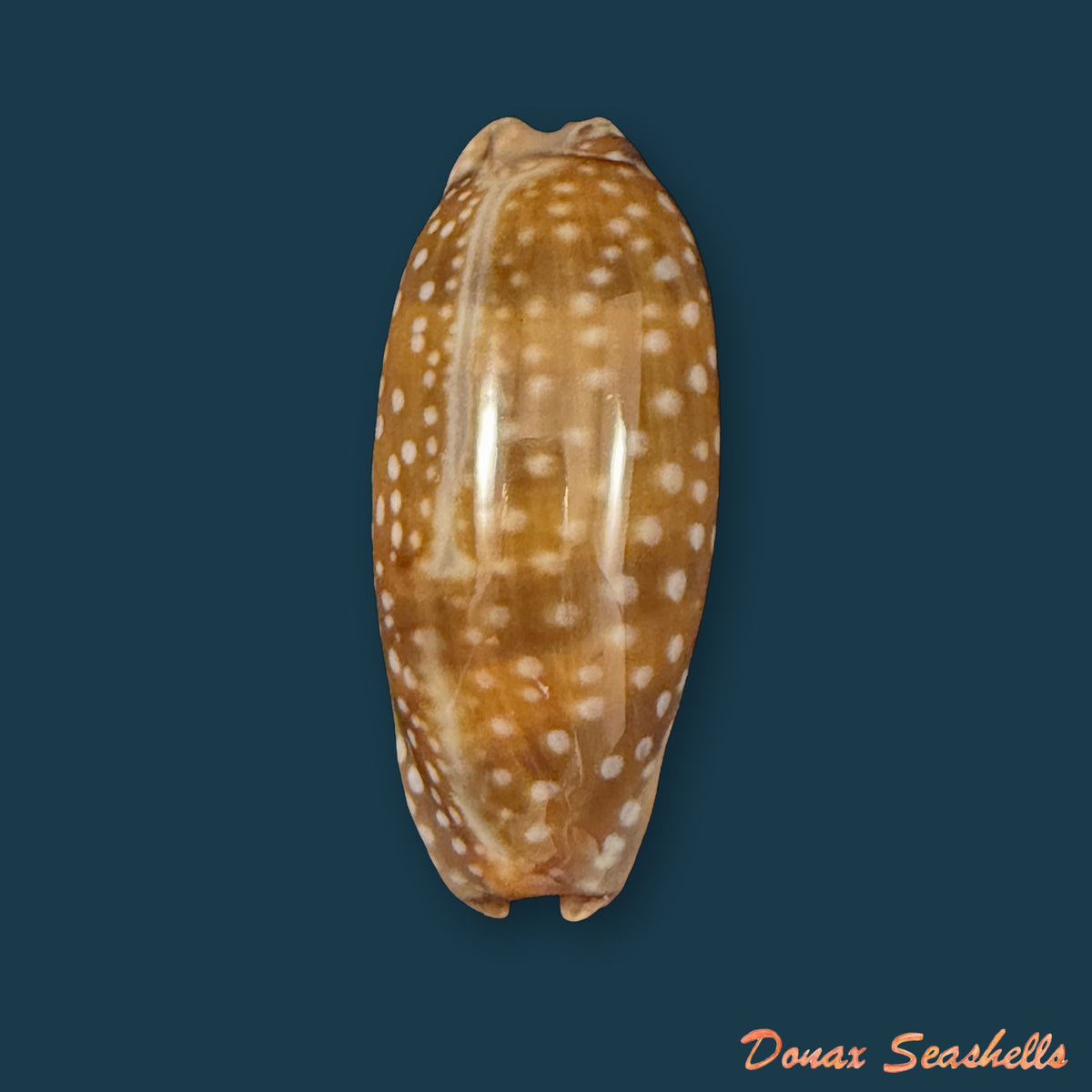 Macrocypraea cervinetta (Kiener, 1844) - 40,8mm