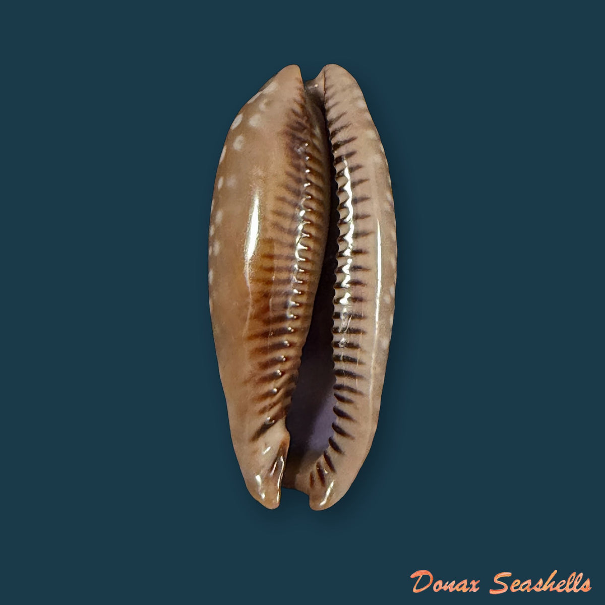 Macrocypraea cervinetta (Kiener, 1844) - 40,8mm