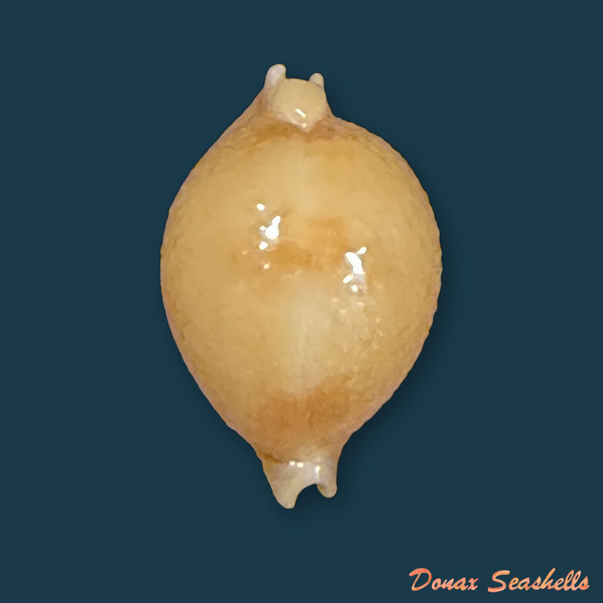 Pustularia bistrinotata keelingensis F. A. Schilder & M. Schilder, 1940 - 20,2mm