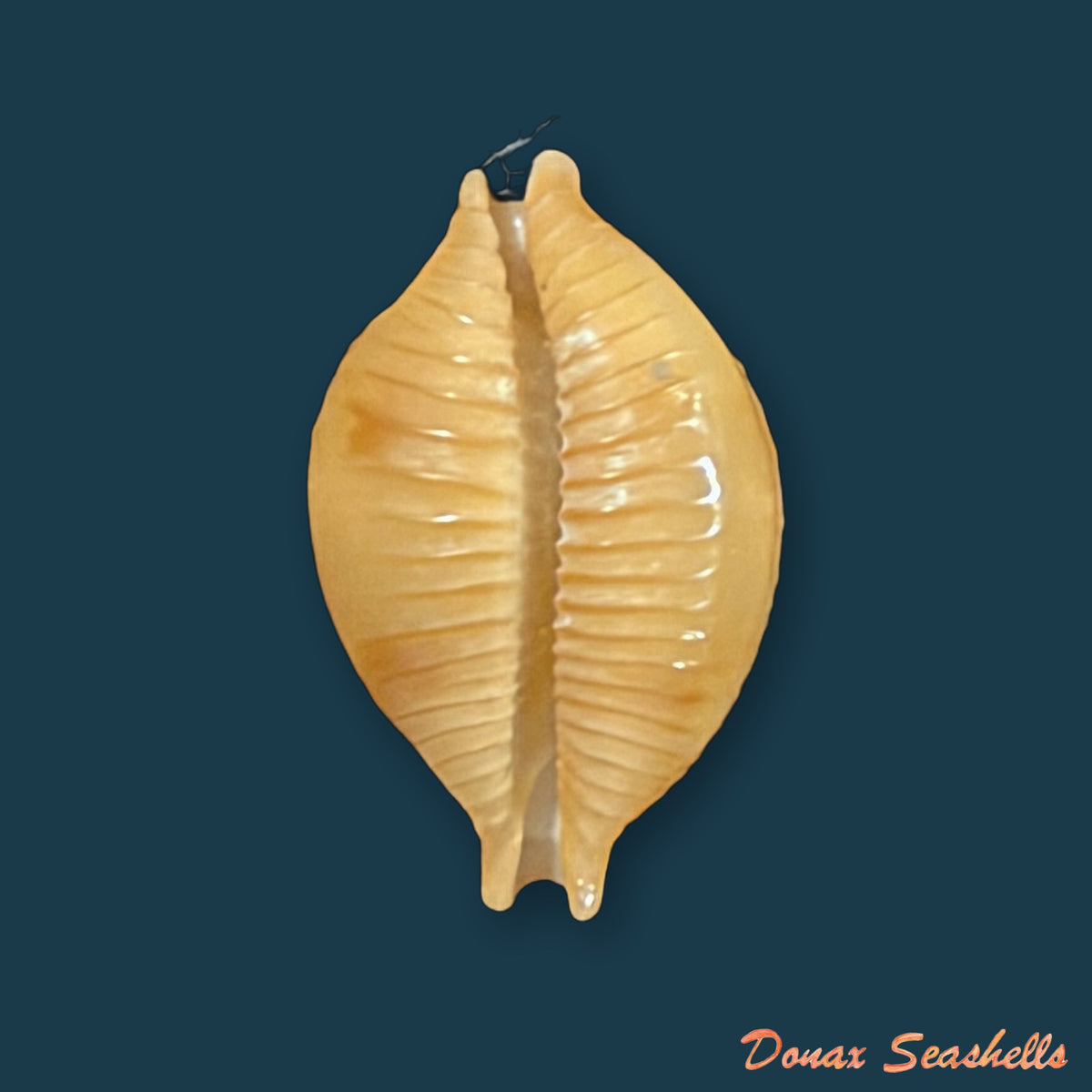 Pustularia bistrinotata keelingensis F. A. Schilder & M. Schilder, 1940 - 20,1mm