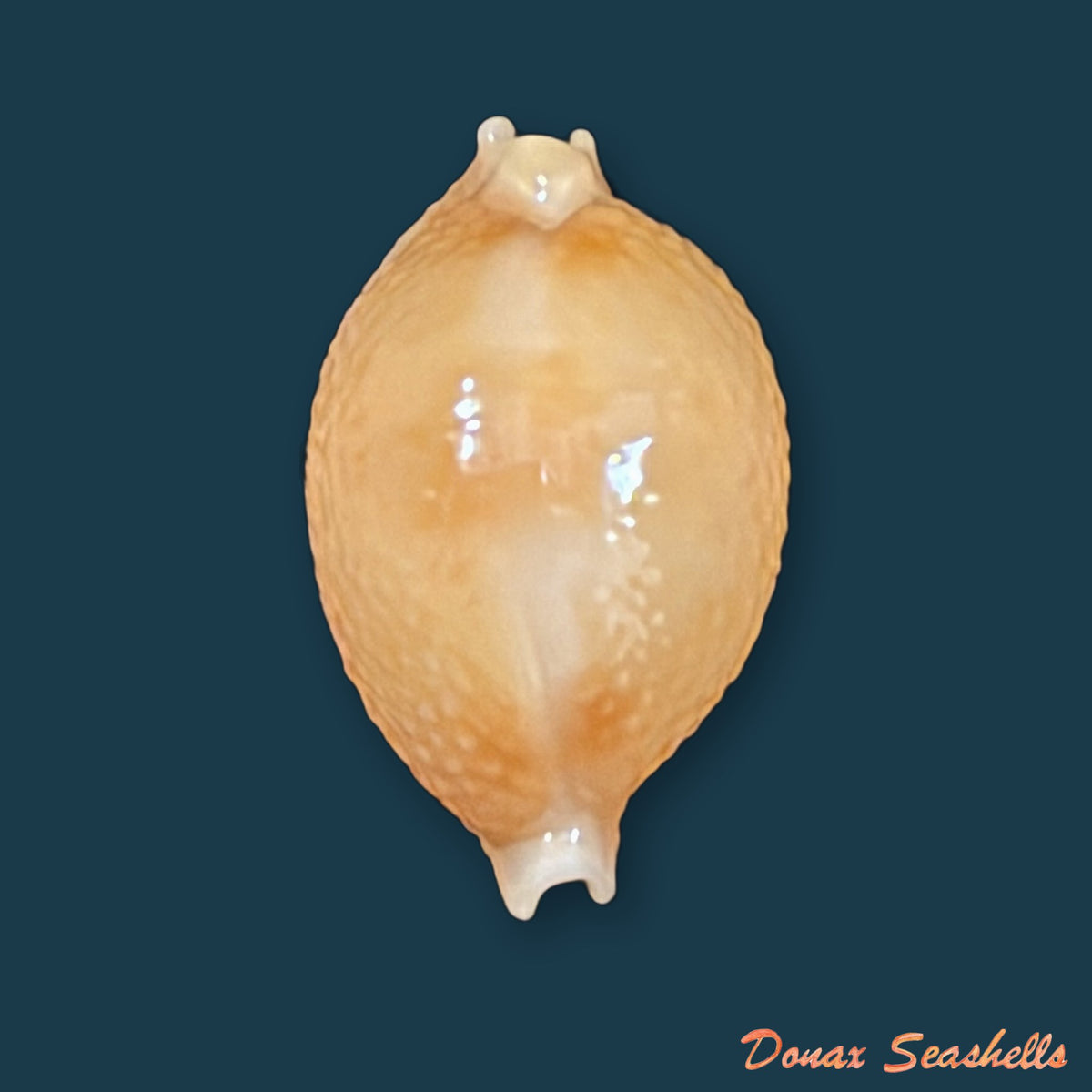 Pustularia bistrinotata keelingensis F. A. Schilder & M. Schilder, 1940 - 20,4mm