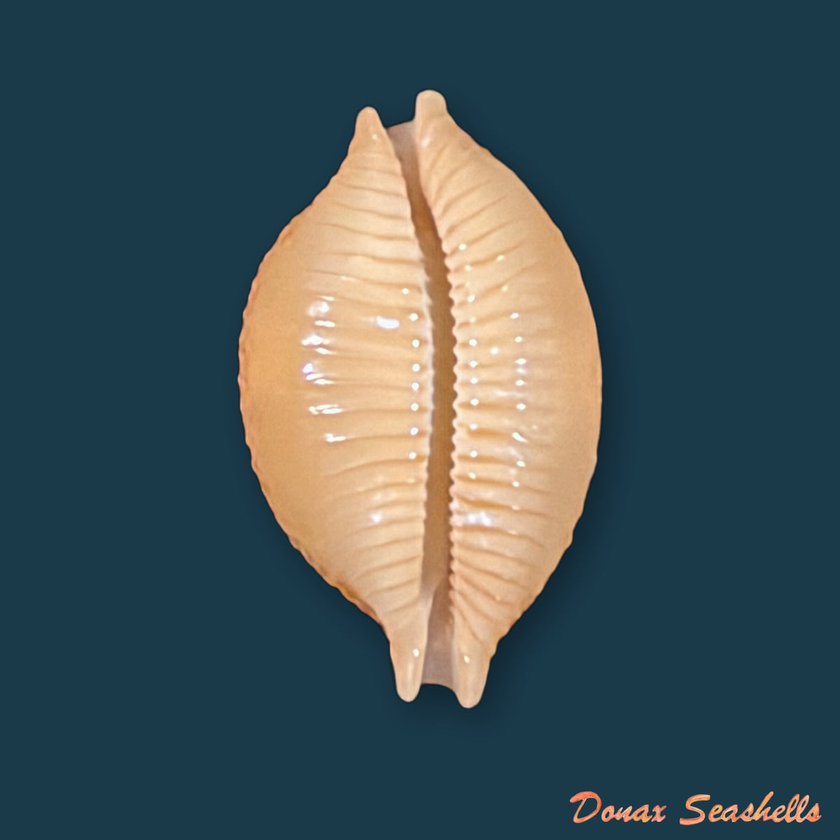Pustularia bistrinotata keelingensis F. A. Schilder & M. Schilder, 1940 - 20,4mm