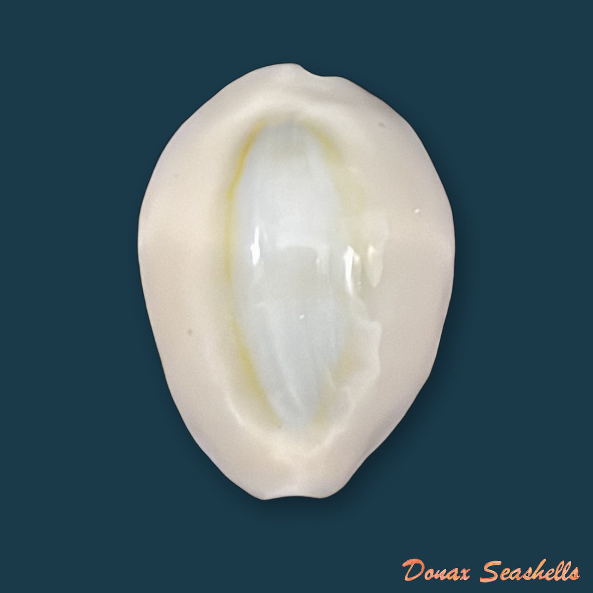 Monetaria obvelata (Lamarck, 1810) - 22,9mm
