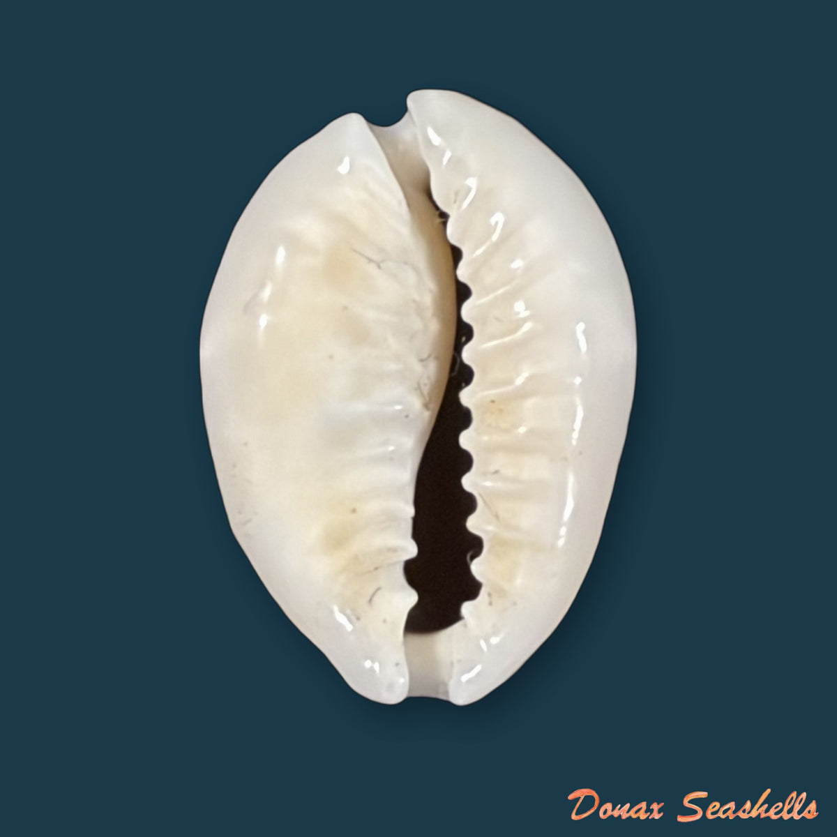 Monetaria obvelata (Lamarck, 1810) - 22,9mm