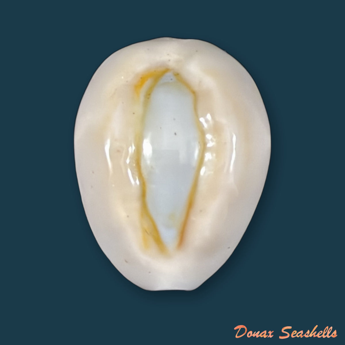 Monetaria obvelata (Lamarck, 1810) - 21,4mm