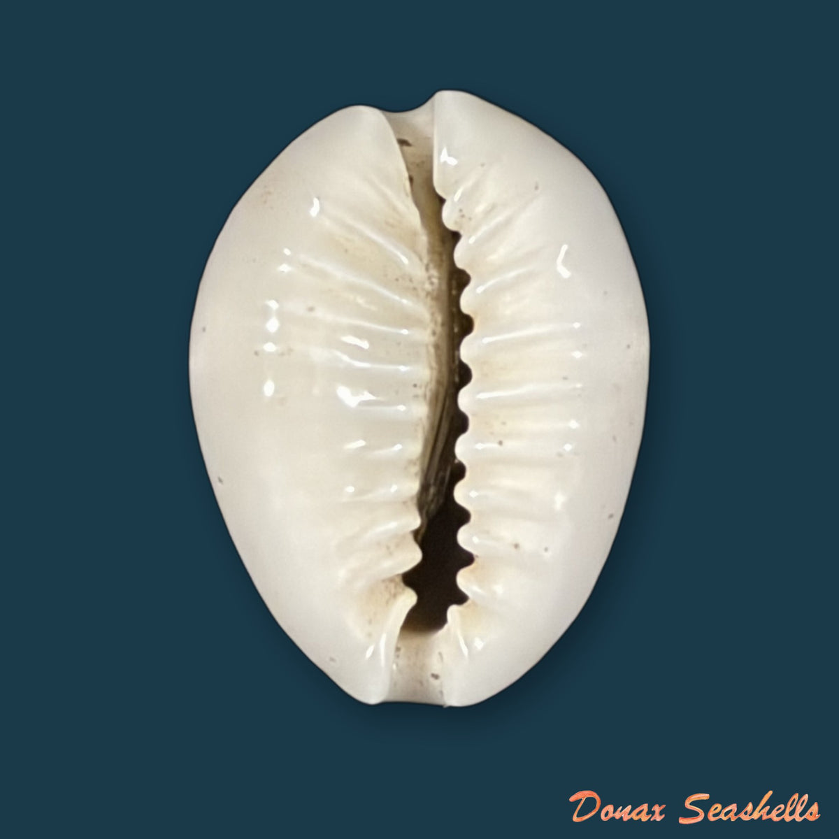Monetaria obvelata (Lamarck, 1810) - 21,4mm