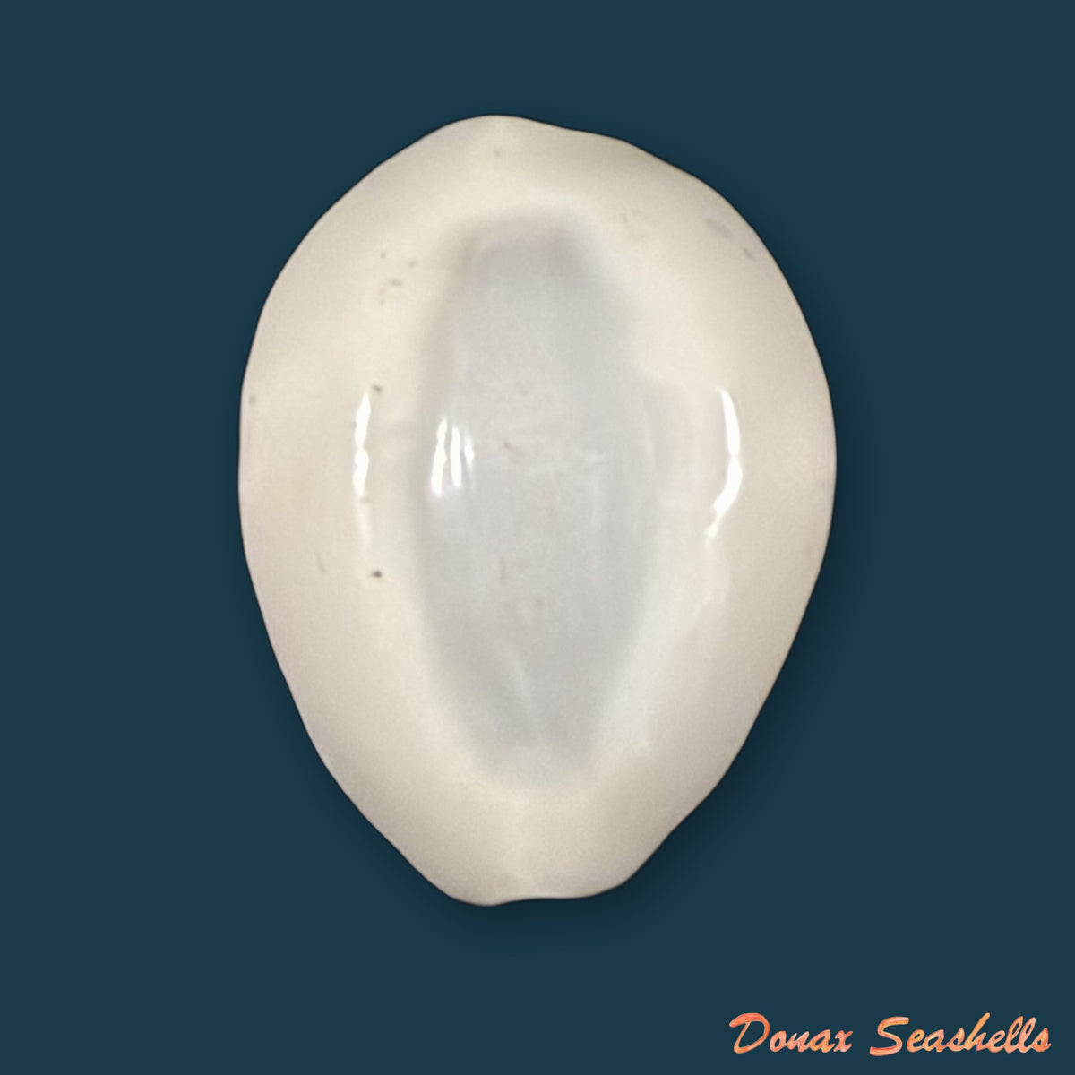 Monetaria obvelata (Lamarck, 1810) - 17mm