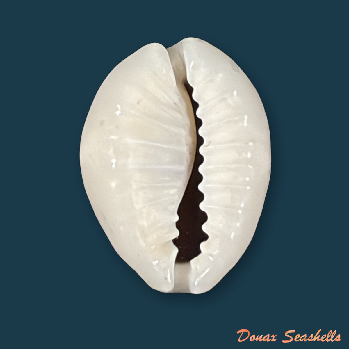 Monetaria obvelata (Lamarck, 1810) - 17mm