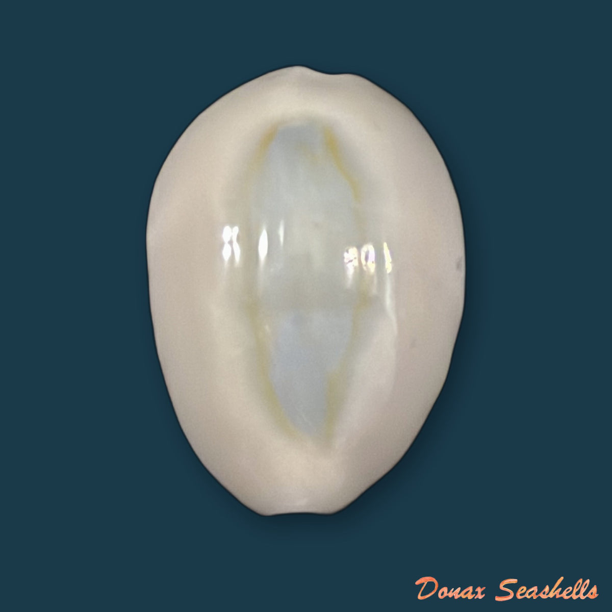 Monetaria obvelata (Lamarck, 1810) - 22,1mm