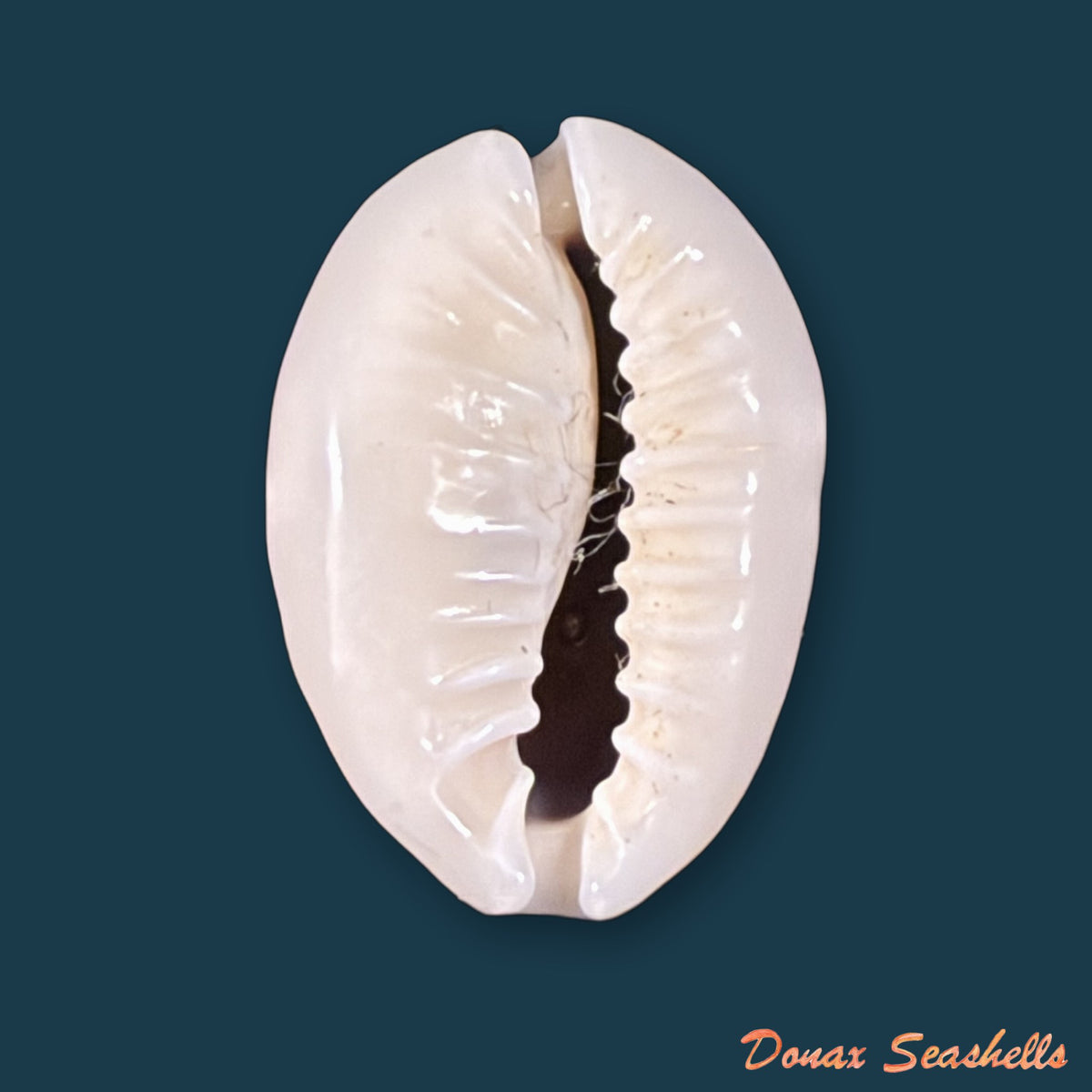 Monetaria obvelata (Lamarck, 1810) - 22,1mm