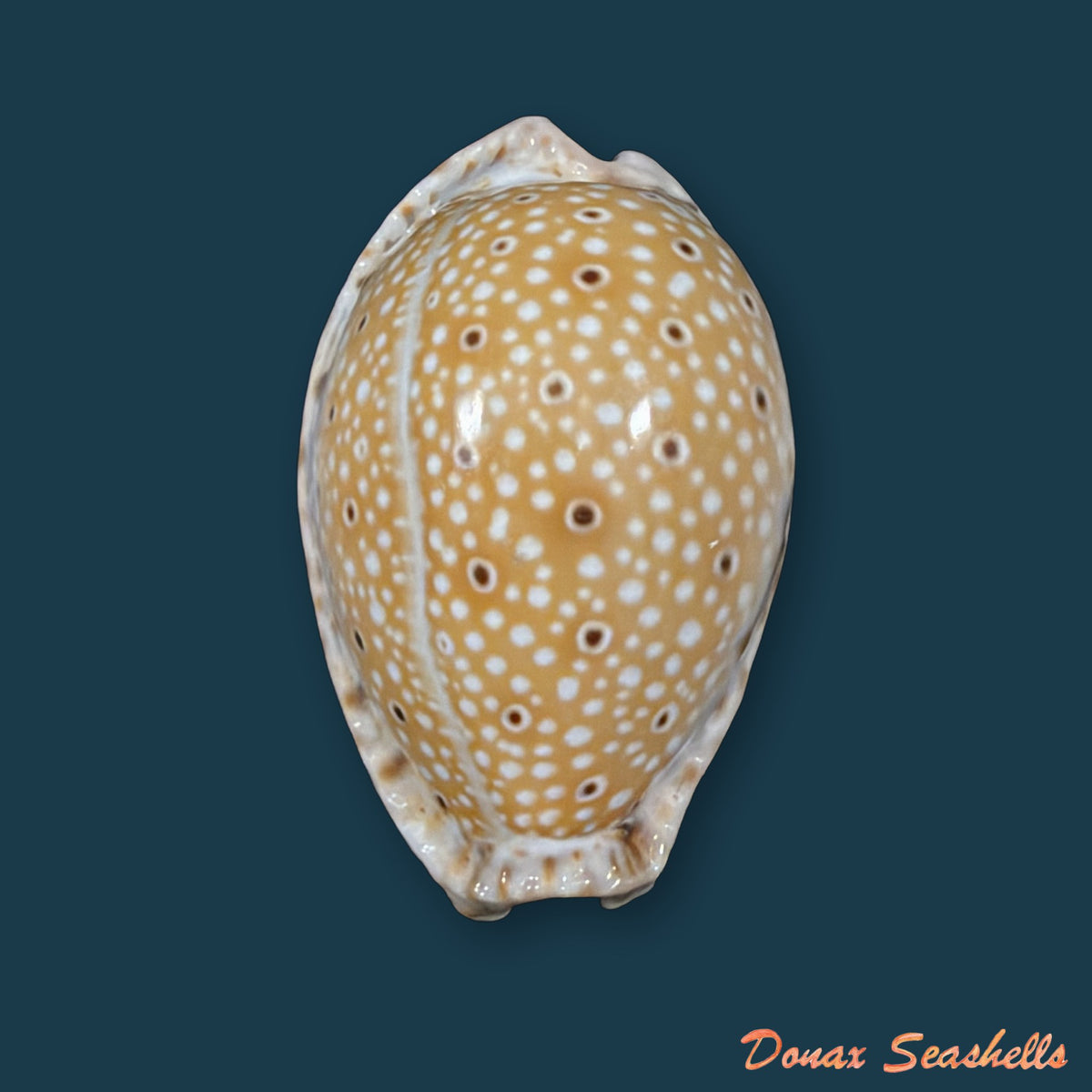 Naria ocellata (Linnaeus, 1758) - 32,7mm